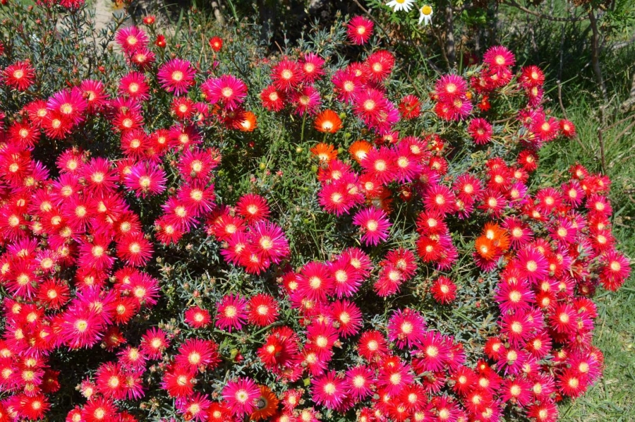 0 Bedroom Property for Sale in Fisherhaven Western Cape